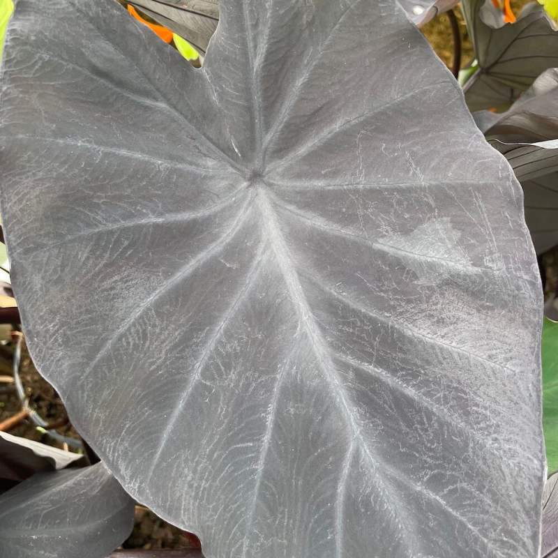 Colocasia black ruffles