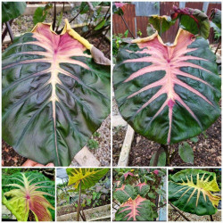 Colocasia Rose Mary