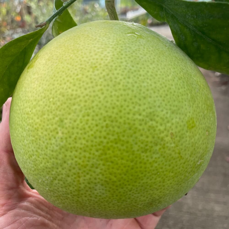 Citrus paradisi oroblanco