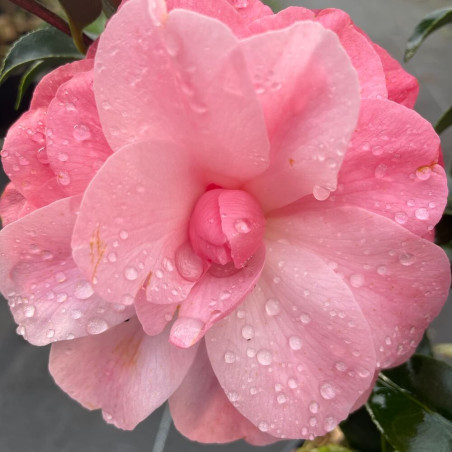 Camellia autumn jewel