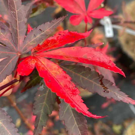 Acer palmatum alpine sunrise