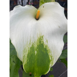 Zantedeschia aethiopica green goddess