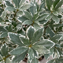 Pittosporum heterophyllum la blanca