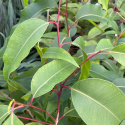 Corymbia maculata