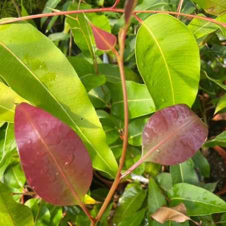 Corymbia maculata