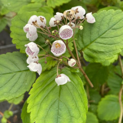 Jovellana sinclairii