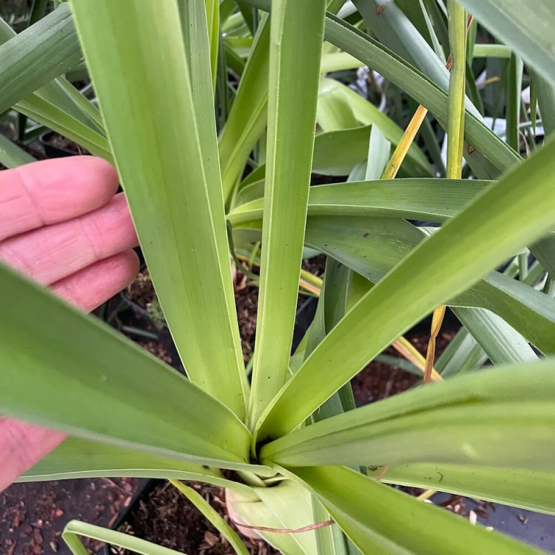 Kniphofia northiae