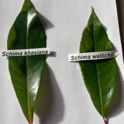 Schima wallichii and khasiana leaves