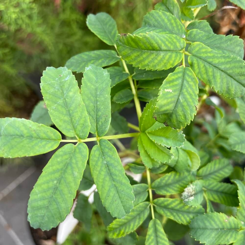 Polylepis australis Polylepis australis