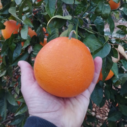 Citrus sinensis fukumoto