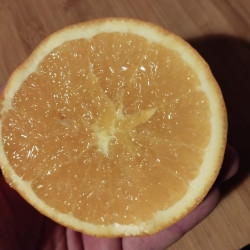 Citrus sinensis fukumoto