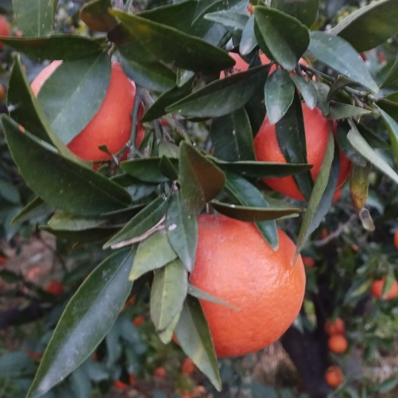 Citrus clementina orogrós®