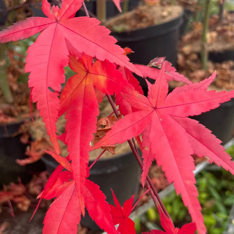 Acer palmatum otome-zakura