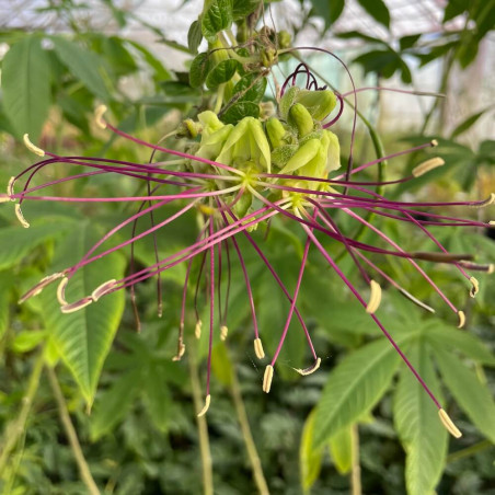 Cleome anomala