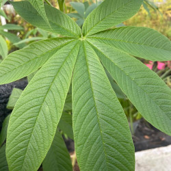 Cleome anomala