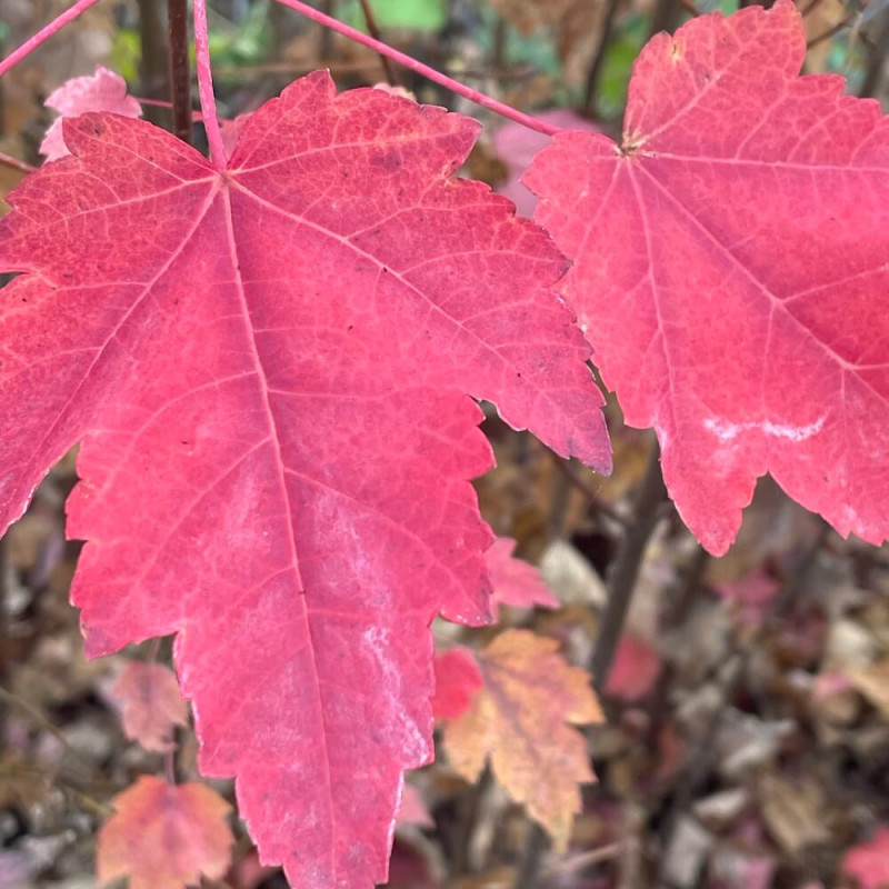 Acer rubrum brandywine