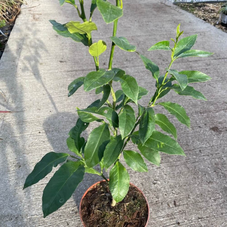 Citrus bergamia