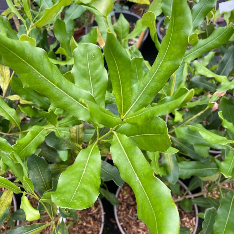 Macadamia integrifolia