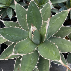 Agave ghiesbreghtii purpusorum