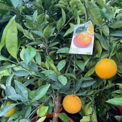Citrus sinensis Powell summer navel®