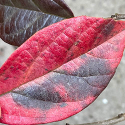 Sycoparrotia semidecidua Autunno Rosso