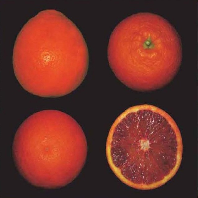 Citrus sinensis tarocco ippolito