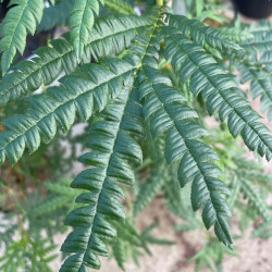 Lyonothamnus floribundus ssp. aspleniifolius