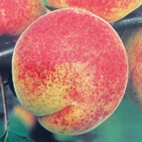 Prunus armeniaca Bergeron, apricot
