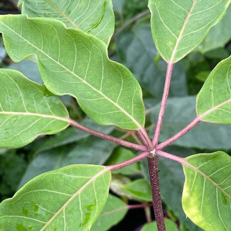 Schefflera gracilis