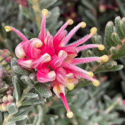 Grevillea winter wonder MMEA® DAPS