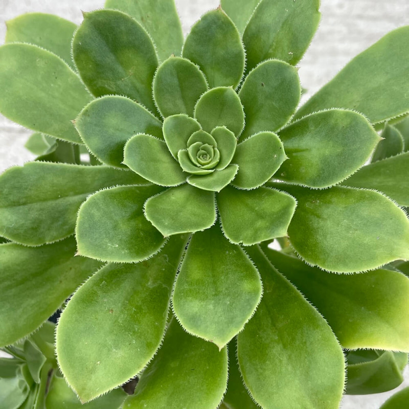 Aeonium korneliuslemsii maritime