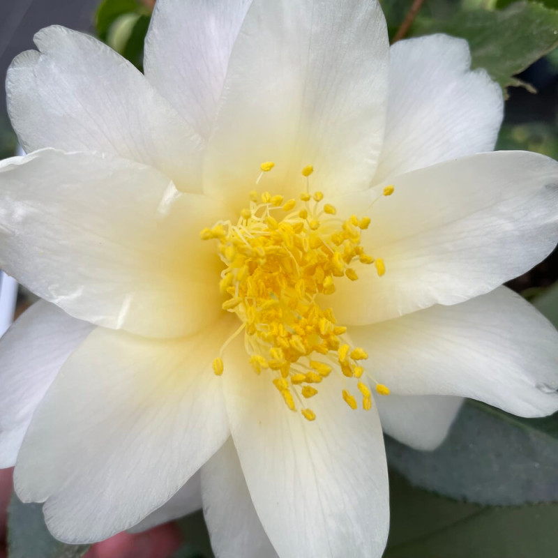 Camellia ki-renge flower