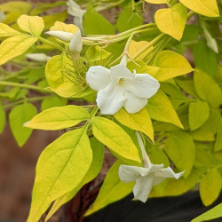 Jasminum Fiona sunrise®