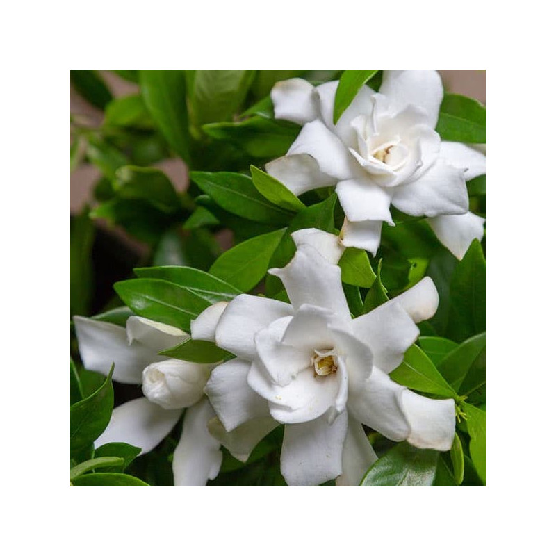 Gardenia fool proof