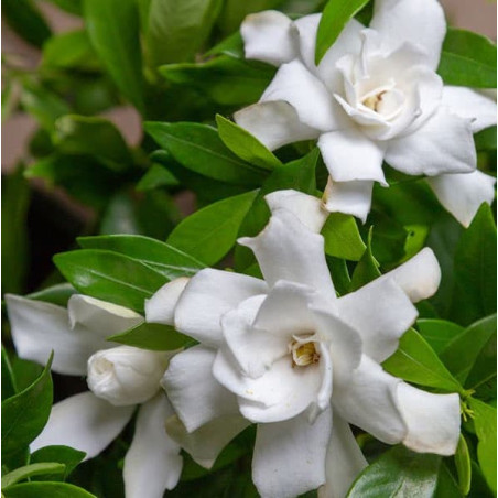 Gardenia fool proof