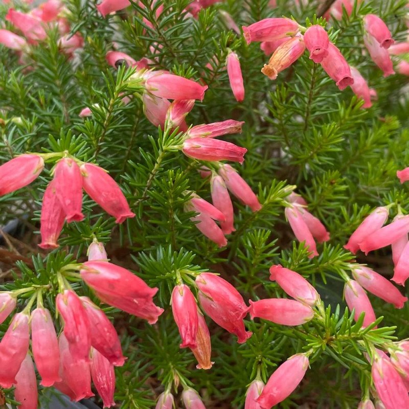 Erica oatesii winter fire