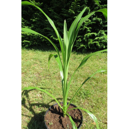 Cordyline dracaenoides