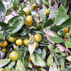 Citrus satsuma moulin de Kérouzéré