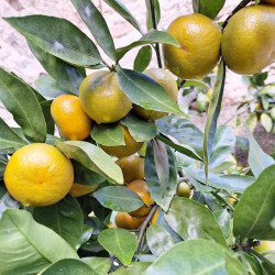 Citrus satsuma moulin de Kérouzéré