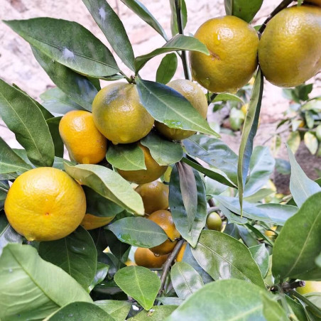 Citrus satsuma moulin de Kérouzéré