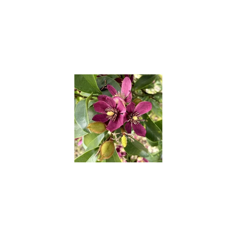Michelia figo stellar ruby