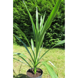 Cordyline dracaenoides