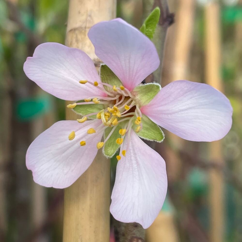 Prunus dulcis Marcona, amandier