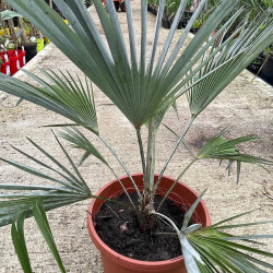 Trachycarpus princeps 9 l