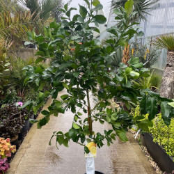 Citrus x limon var. interdonato