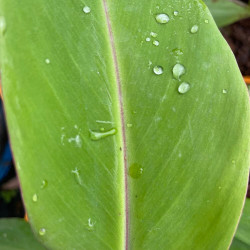 Musa x chiliocarpa, Musa 'Pisang seribu', Musa 'thousand fingers'