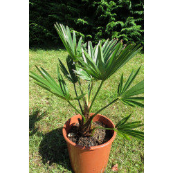 Trachycarpus wagnerianus