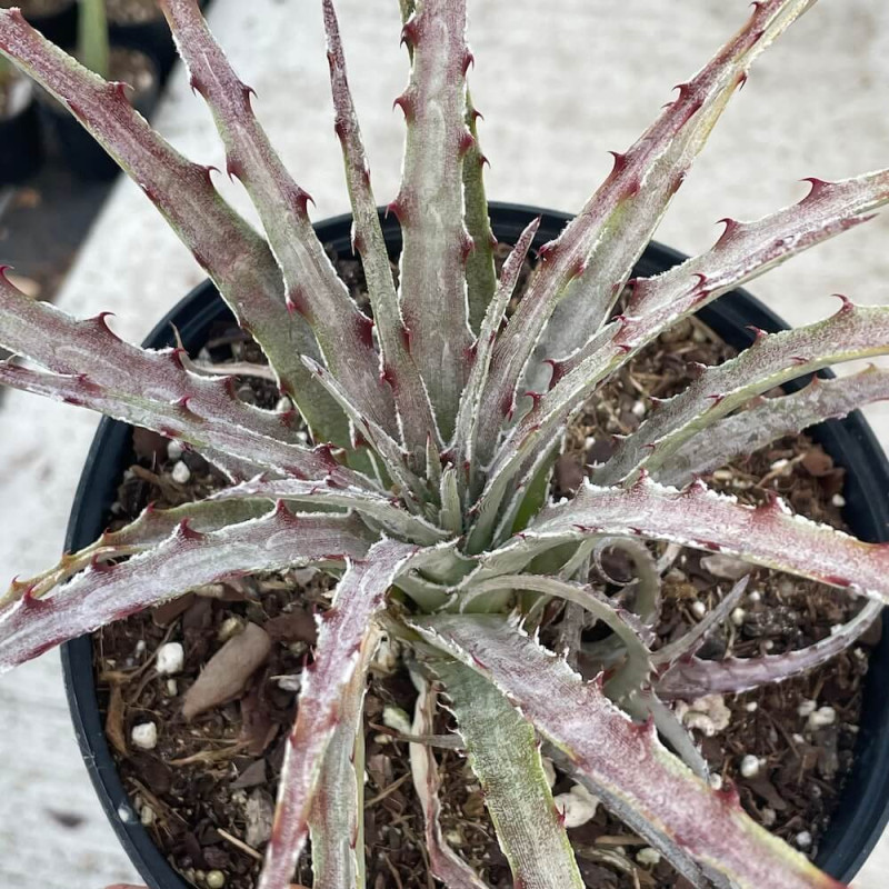 Hechtia lepidophylla