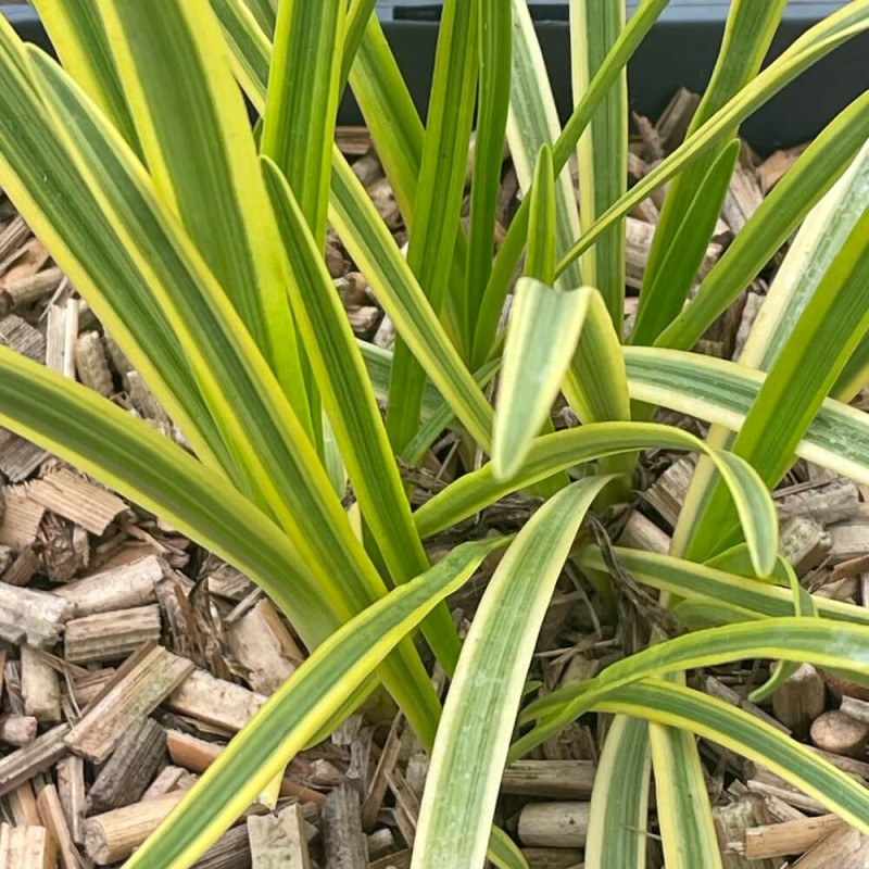 Agapanthus Fanch beauty