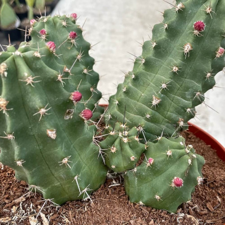 Echinocereus triglochidiatus